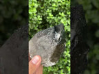 Natural Marion Smokey Quartz Crystal x 1 From Mulanje, Malawi