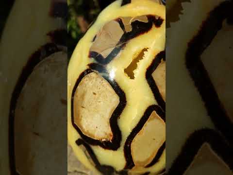 Polished XL Septerye Egg with Yellow Calcite Centre x 1 From Mahajanga, Madagascar