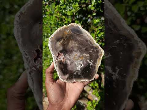 Polished Podocarpus Petrified Wood Slice x 1 From Mahajanga, Madagascar
