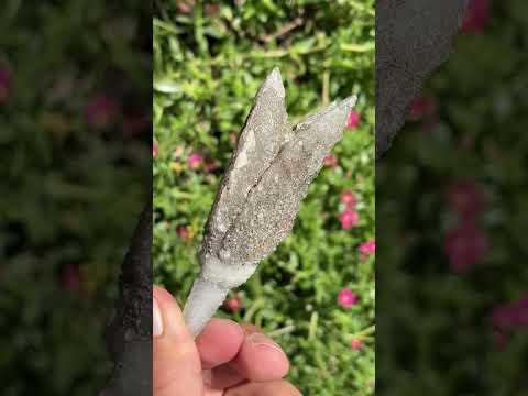 Natural Fluorescent Triple Terminated Spearhead Calcite x 1 From Albert's Mountain, Lesotho