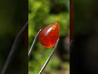 Polished Bright Orange Spessartite Garnet Pear Cut Cabochon x 1 From Sperrgebiet, Namibia