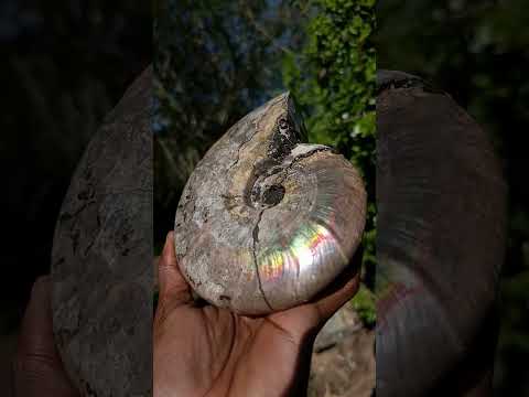 Natural Cabinet Size Iridescent Opalized Cleoniceras Ammonite Fossil x 1 From Tulear, Madagascar