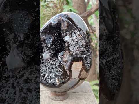 Polished and Natural XL Septerye Sauvage "Dragons Egg" x 1 From Mahajanga, Madagascar