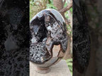 Polished and Natural XL Septerye Sauvage "Dragons Egg" x 1 From Mahajanga, Madagascar