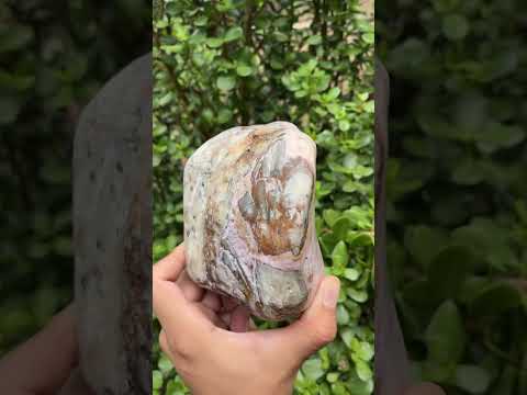 Polished Large Pink Banded Cobaltion Aragonite Display Specimen x 1 From Congo
