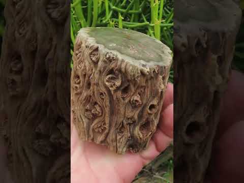 Polished On One Side 120 Million Year Old Petrified Wood Branch x 1 From Gokwe, Zimbabwe