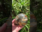 Polished Rare Cymatoceras Nautilus Pyritized Fossil Shell x 1 From Maintirano, Madagascar