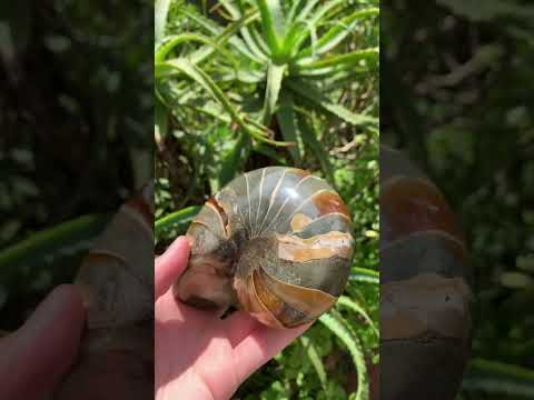 Polished Rare Cymatoceras Nautilus Pyritized Fossil Shell x 1 From Maintirano, Madagascar
