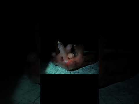 Natural Large Lesotho Snow Finger Crystal Cluster x 1 From Albert's Mountain, Lesotho