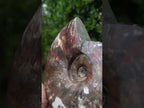 Polished Cleoniceras Red Ammolite Opalized Ammonite Fossil x 1 From Tulear, Madagascar