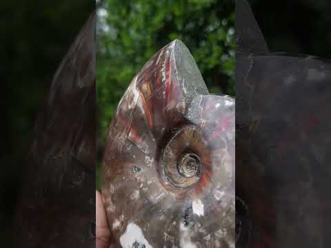Polished Cleoniceras Red Ammolite Opalized Ammonite Fossil x 1 From Tulear, Madagascar