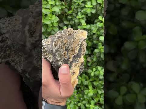 Natural Extremely Rare Poldervaartite 'Olmiite' with Bulfonteinite Specimen x 1 From KMF, N'Chwaning Mine, South Africa