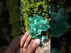 Natural Exquisite Silky Malachite Cabinet Specimen x 1 From Kasompe, Congo