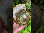 Polished Whole Jigsaw Fossil Ammonite x 1 From Tulear, Madagascar