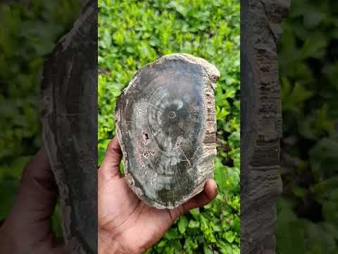 Polished One Side Classic Dadoxylon Petrified Wood Branch Segment x 1 From Gokwe, Zimbabwe