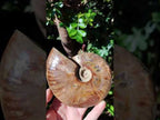 Polished Opalized Cleoniceras Ammonite Fossil x 1 From Tulear Madagascar