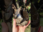 Polished Large Septerye Sauvage "Dragons Egg" x 1 From Mahajanga, Madagascar