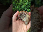 Polished Douvilleiceras Ammonite Fossil Specimen x 1 From Madagascar