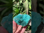 Natural Rare Blue Botroiydal Hemimorphite on Dolomite x 1 From Lupoto Mine, Congo