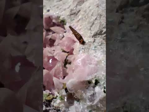 Natural XXL Extra Rare Rhodocalcite on Dolomite Specimen x 1 From Mashamba West Mine, Congo