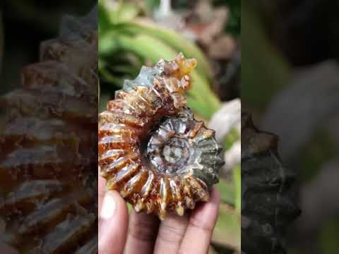 Polished Amber Calcite Douvilleiceras Spined Ammonite x 1 From Maintirano, Madagascar