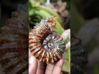 Polished Amber Calcite Douvilleiceras Spined Ammonite x 1 From Maintirano, Madagascar