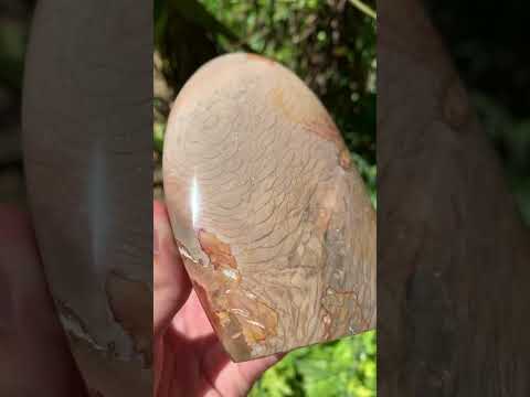 Polished Dragonscale Polychrome Jasper Display Piece x 1 From N.W. Coast, Madagascar