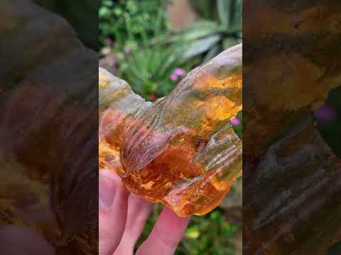 Natural Large Copal Amber Specimen x 1 From Nosy Varika, Madagascar