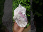 Natural Large Rubellite Pink Tourmaline in a Quartz and Mica Schist x 1 From Karibib, Namibia