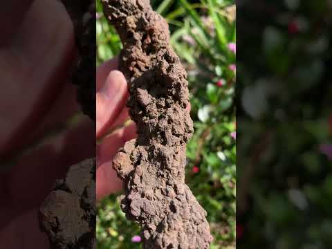 Natural Large Coprolite Fossil x 1 From Mahajanga, Madagascar