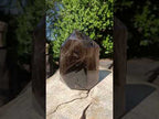 Polished XL Smokey Window Quartz Display Crystal x 1 From Madagascar