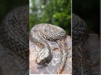 Polished Large Amber Cleoniceras Ammonite Fossil Snake Carving x 1 From Tulear, Madagascar