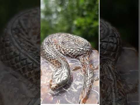 Polished Large Amber Cleoniceras Ammonite Fossil Snake Carving x 1 From Tulear, Madagascar