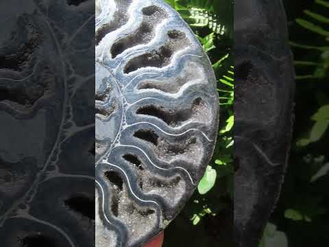 Polished Black Cleoniceras Ammonite Fossil Specimen x 1 From Tulear, Madagascar