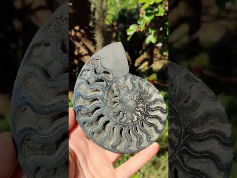 Polished Cabinet Size Black Cleoniceras Ammonite Calcite Fossil Half x 1 From Tulear, Madagascar