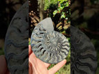 Polished Cabinet Size Black Cleoniceras Ammonite Calcite Fossil Half x 1 From Tulear, Madagascar
