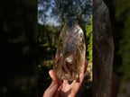 Polished Highly Reflective Large Smokey Quartz Display Crystal x 1 From Madagascar