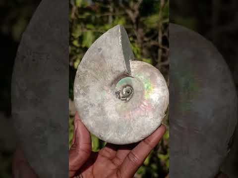 Natural Cabinet Size Large Iridescent Cleoniceras Ammonite Fossil x 1 From Maintirano, Madagascar