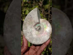 Natural Cabinet Size Large Iridescent Cleoniceras Ammonite Fossil x 1 From Maintirano, Madagascar