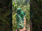 Natural XL Silky Malachite Specimen x 1 From Kasompe, Congo