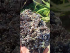 Natural Large Erongo Fluorite and Muscovite Floater Specimen x 1 From Erongo Mountain, Namibia