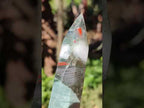 Polished Bloodstone with Pyrite Display Crystal x 1 From Swaziland
