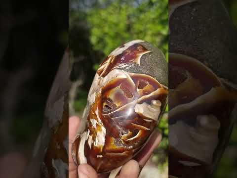 Polished Cabinet Size Cymatoceras Nautilus Ammonite Fossil x 1 From Tulear, Madagascar