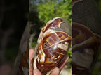 Polished Cabinet Size Cymatoceras Nautilus Ammonite Fossil x 1 From Tulear, Madagascar