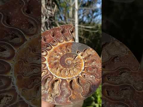 Polished Ammolite Opalized Cleoniceras Ammonite Fossil Half x 1 From Tulear, Madagascar