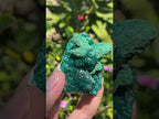 Natural Rare Dioptase with Malachite Pseudomorph Cross Specimen x 1 From Likasi, Congo