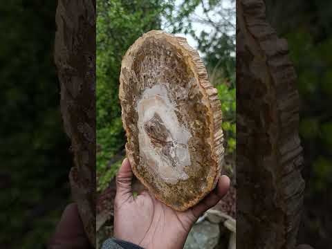 Polished Podocarpus Petrified Wood Slice x 1 From Mahajanga, Madagascar