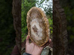 Polished Podocarpus Petrified Wood Slice x 1 From Mahajanga, Madagascar