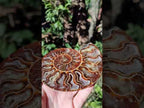 Polished Cleoniceras Ammonite Fossil Identical Pair x 1 From Tulear, Madagascar