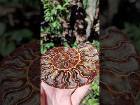 Polished Cleoniceras Ammonite Fossil Identical Pair x 1 From Tulear, Madagascar